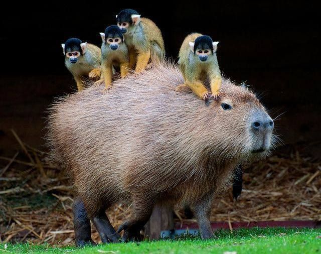 capybara and friends