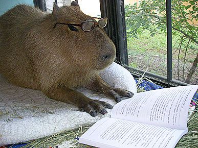 writing capybara